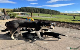 Border Collie dogs for sale: Border Collie Puppies for sale - Image 10