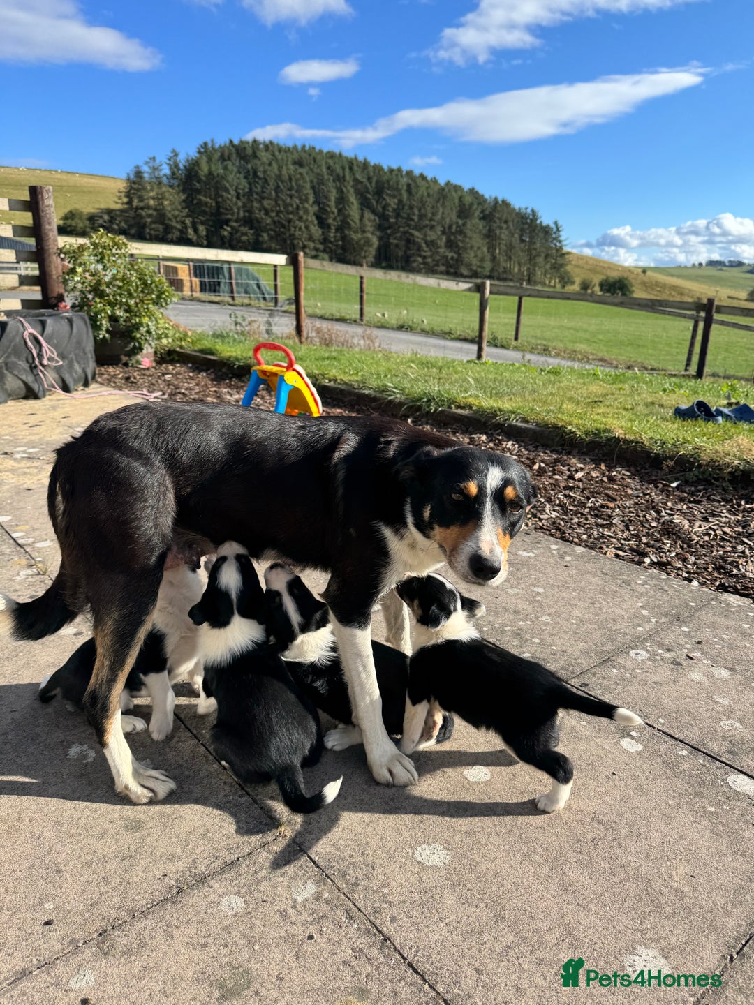 Border Collie dogs for sale: Border Collie Puppies for sale - Image 10