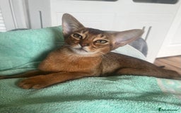 Abyssinian cats for sale: Beautiful Aby Girls in Northwood - Image 6