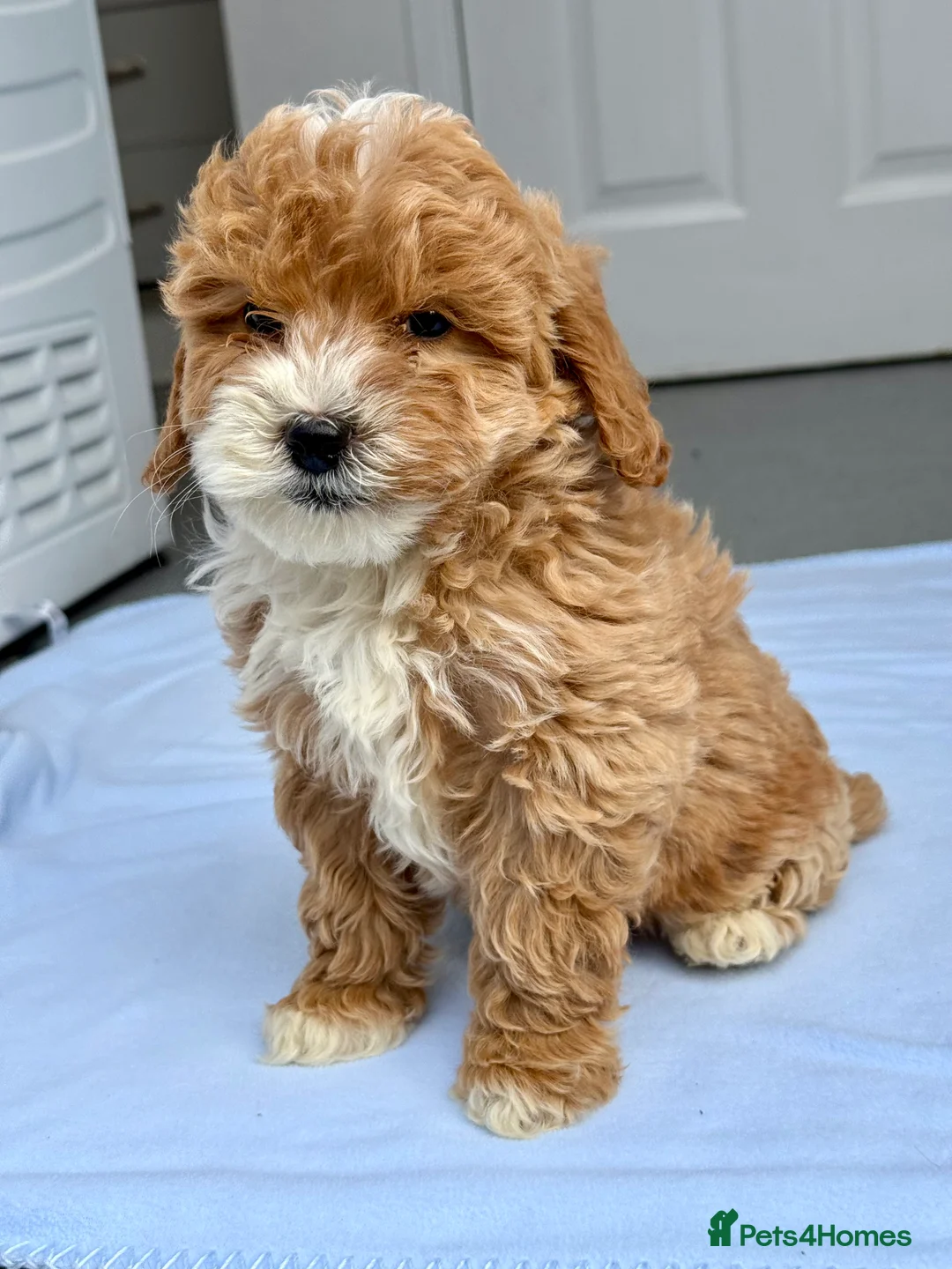 Cockapoo dogs for sale: GORGEOUS F1B TOY COCKAPOO’S - Advert 12