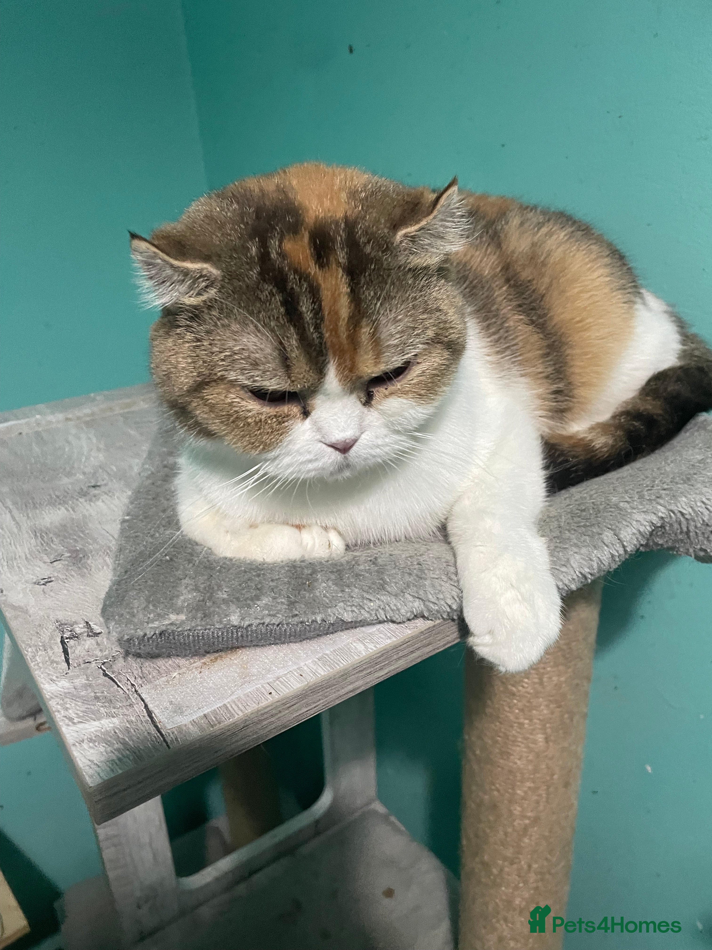 Scottish Fold cats Scottish fold x - Advert 1