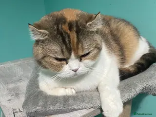 Scottish Fold cats Scottish fold x - Advert 5