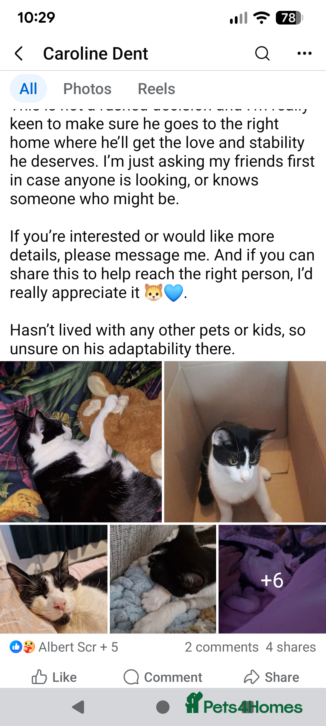 British Shorthair cats for sale: Male neutered cat  - Advert 3