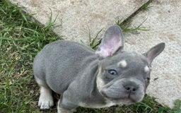 French Bulldog dogs for sale: French Bulldogs  - Image 19