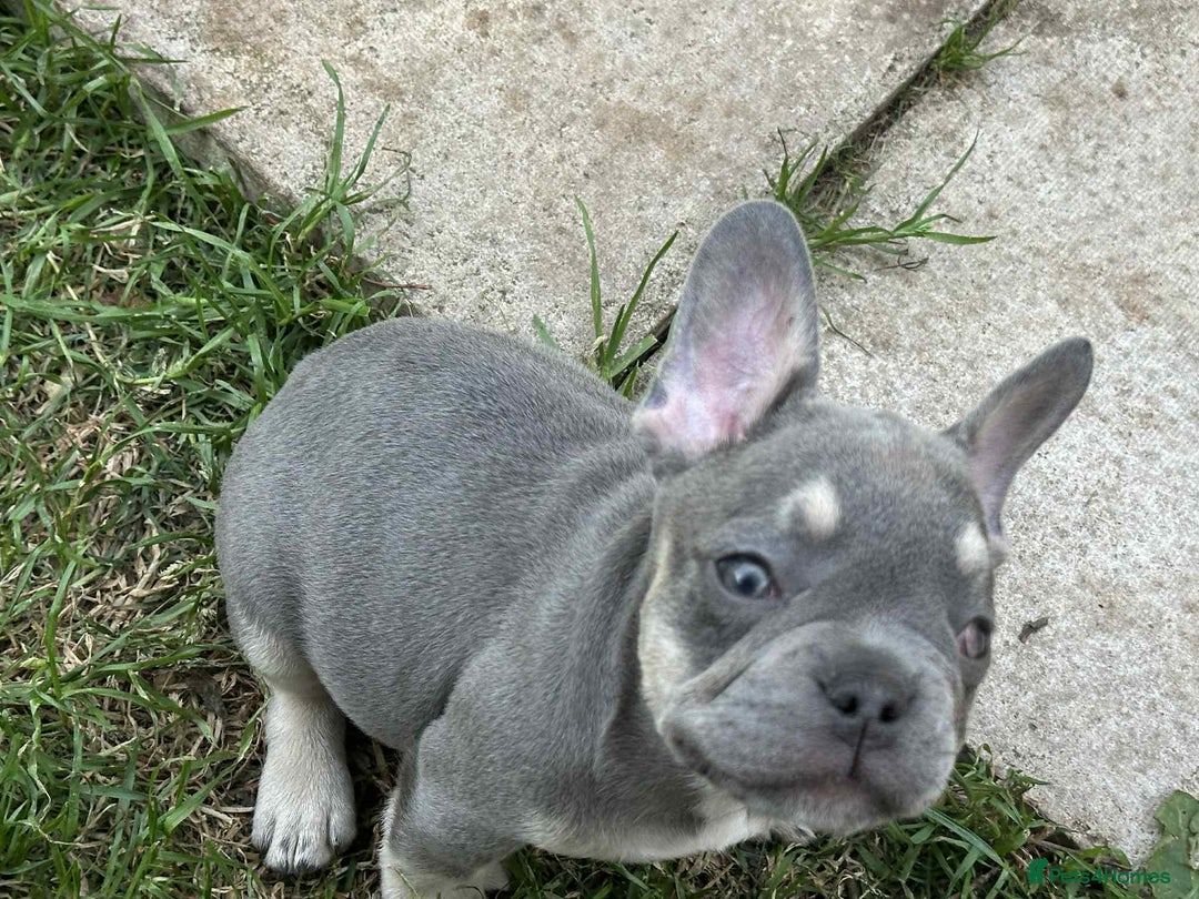 French Bulldog dogs for sale: French Bulldogs  - Image 19