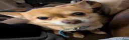 Chihuahua dogs for stud: Beautiful Male Chihuahua for stud - Advert 4
