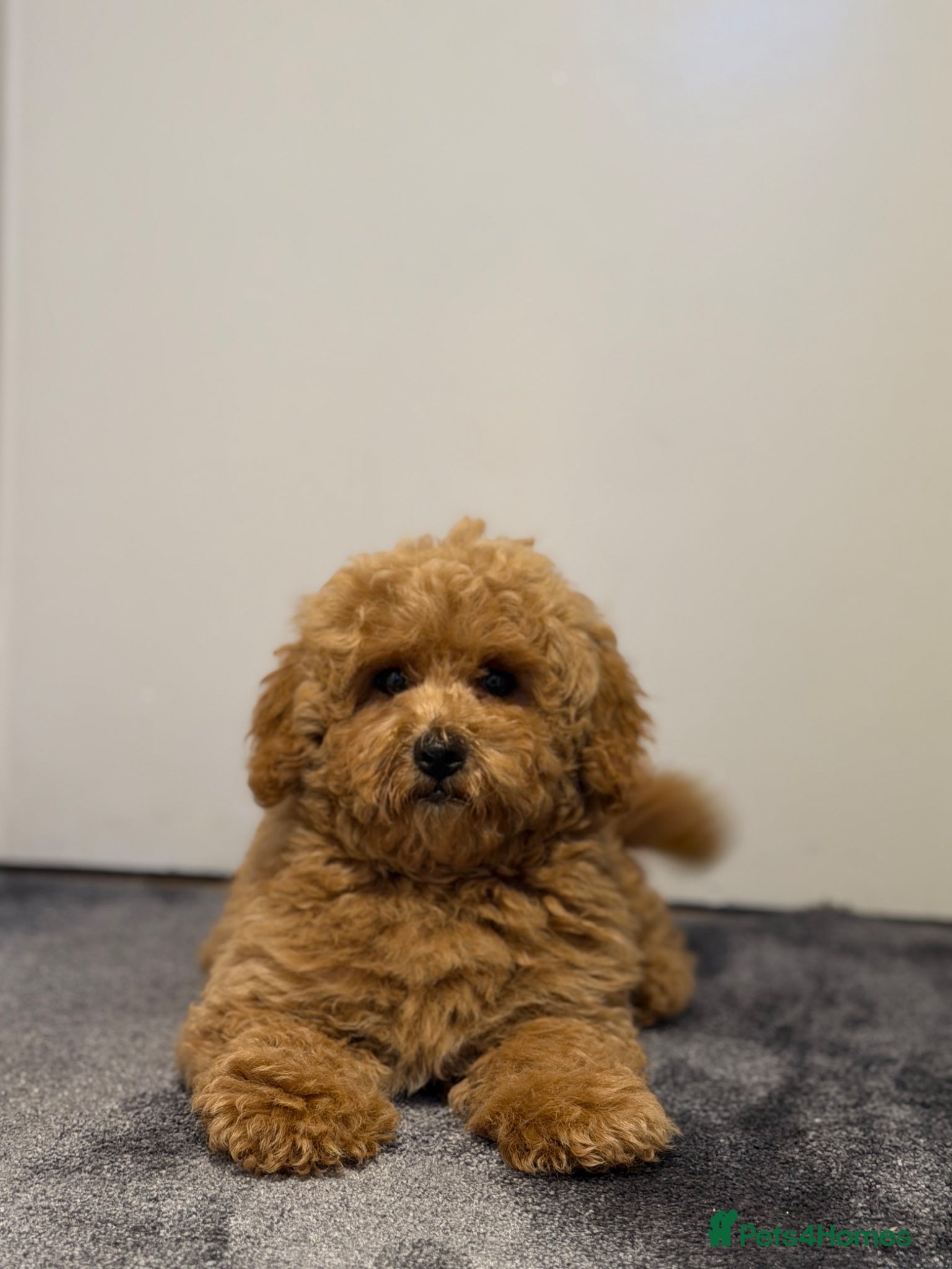 Maltipoo dogs for sale: Beautiful Red Maltipoo puppies for sale  - Advert 10