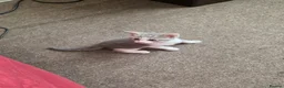Turkish Angora cats for sale: Whithe Turkish Angora - Advert 26