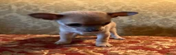 Chihuahua dogs for sale: Chihuahua puppy from licensed breeder - Advert 4