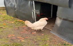Chickens poultry for sale: x 8 Egg laying chickens  - Image 17
