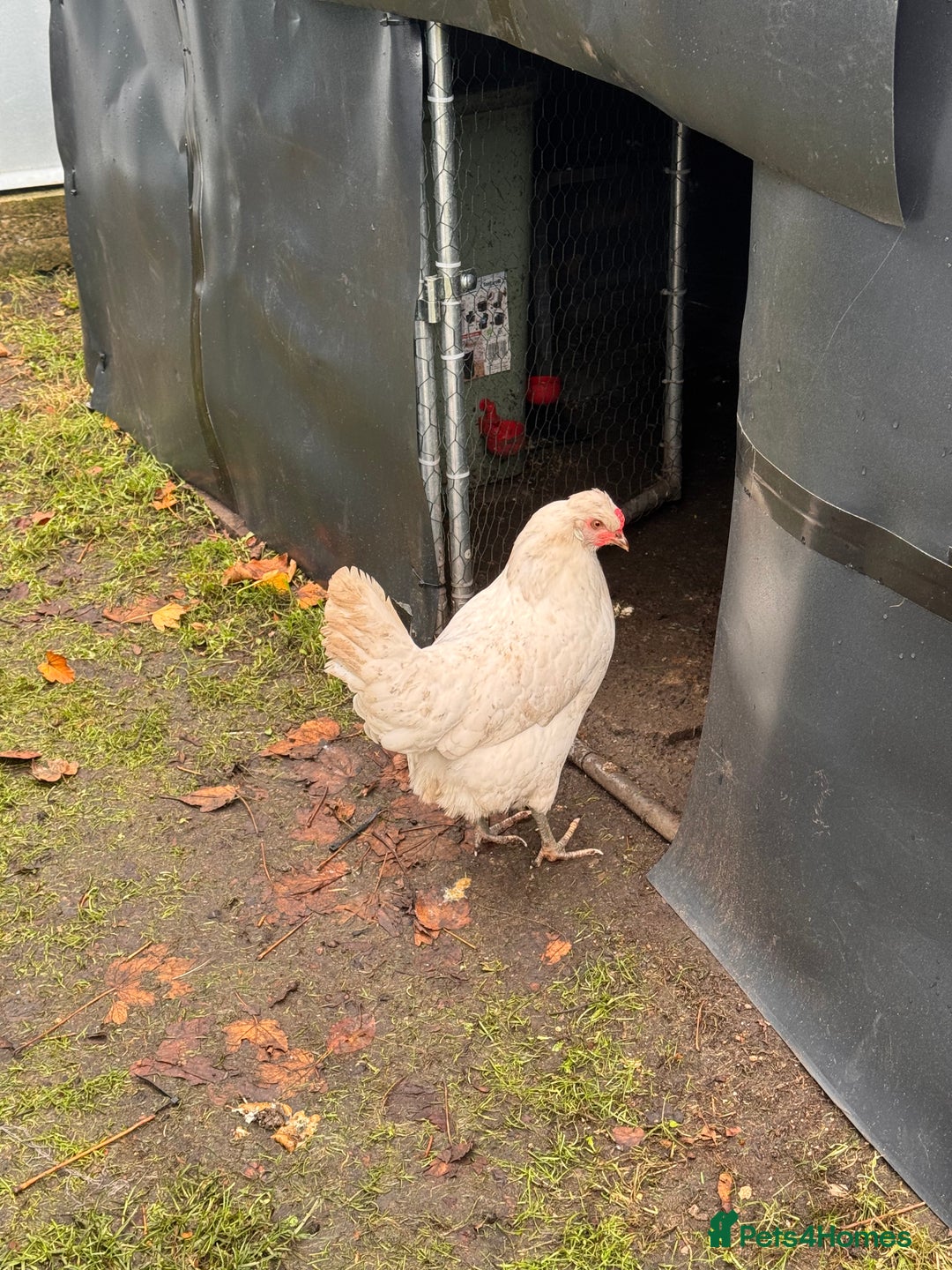 Chickens poultry for sale: x 8 Egg laying chickens  - Image 17