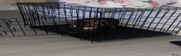 Miniature Dachshund dogs for sale: Adult Miniture dachshund girl rose  - Advert 6