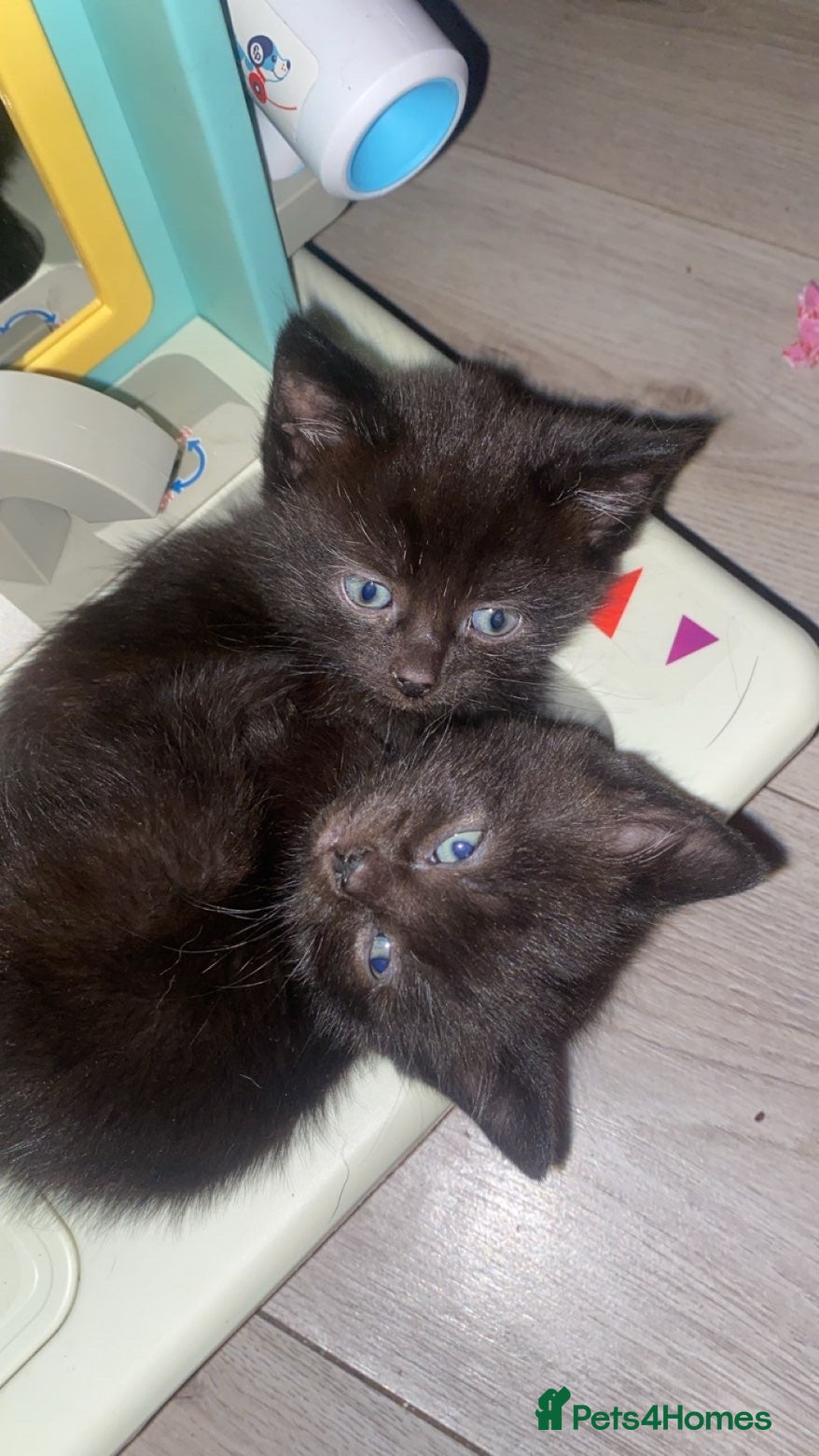 Mixed Breed cats 3 all black boy kittens READY NOW! - Advert 1