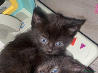 Mixed Breed cats 3 all black boy kittens READY NOW! - Advert 5