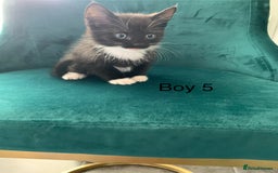 Mixed Breed cats for sale: 5 Male kittens ready for new homes - Image 9