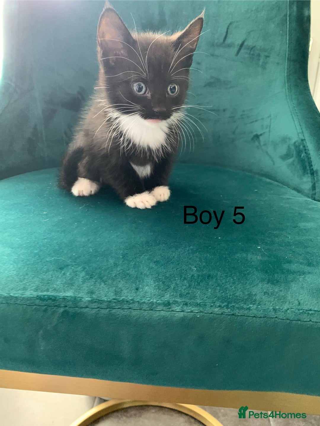 Mixed Breed cats for sale: 5 Male kittens ready for new homes - Image 9