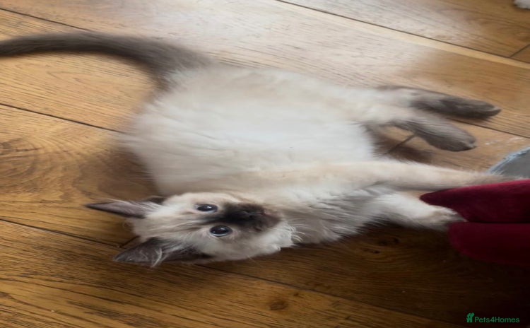 Ragdoll cats - Advert 15