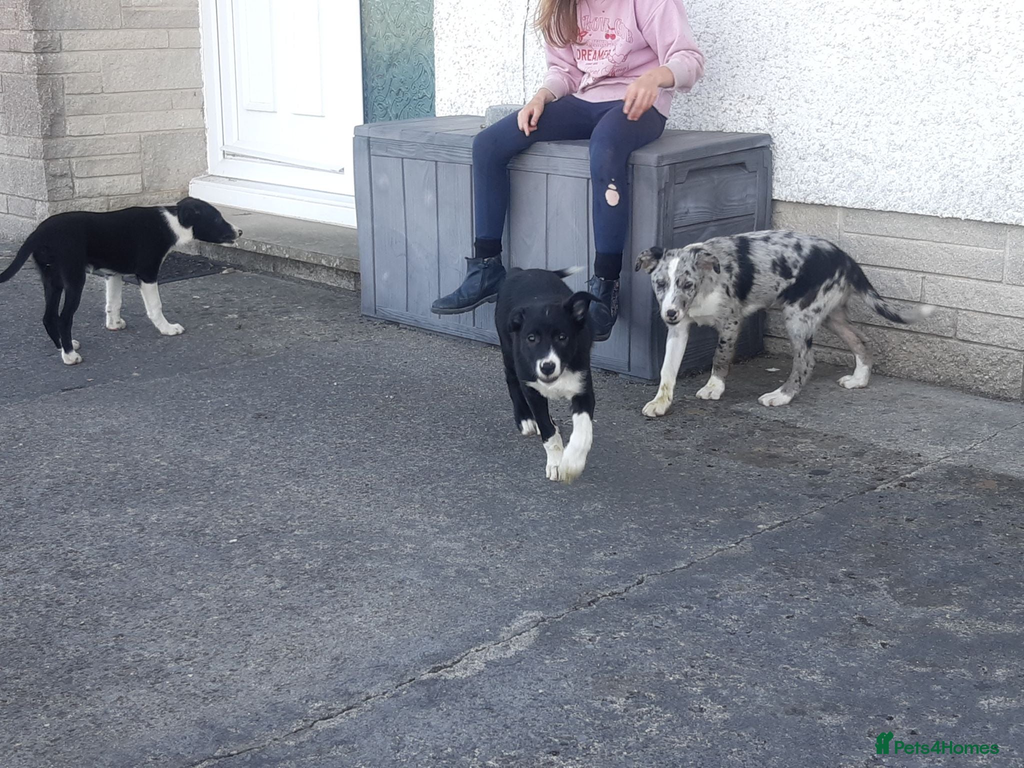 Border Collie dogs Border Collie pups for sale - Advert 5