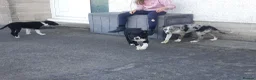Border Collie dogs for sale: Border Collie pups for sale in Carmarthen - Advert 1