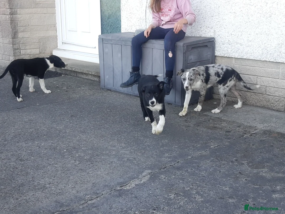 Border Collie dogs for sale: Border Collie pups for sale in Carmarthen - Advert 1