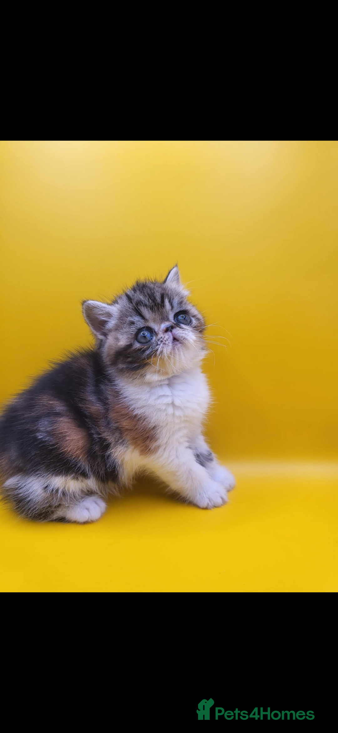 Exotic cats for sale: Exotic kittens  - Advert 14