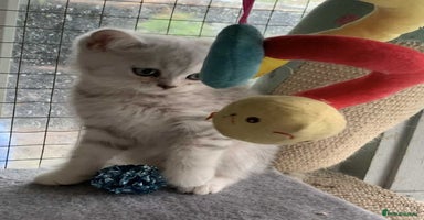 British Shorthair cats - Advert 7
