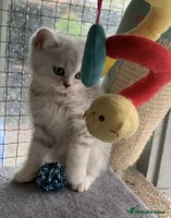 British Shorthair cats - Advert 4