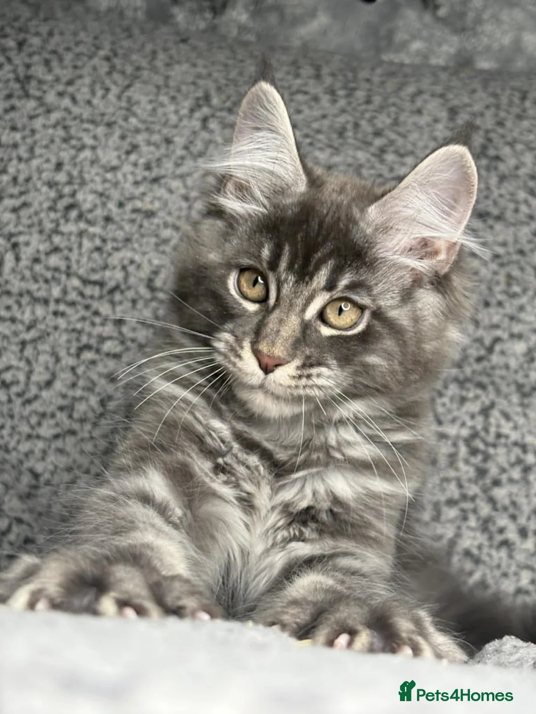 Maine Coon cats for sale: GCCF Registered Maine Coon Boys.  in Wednesbury - Advert 13