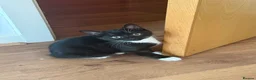 Mixed Breed cats for sale: British Short Hair X DSH - Advert 5