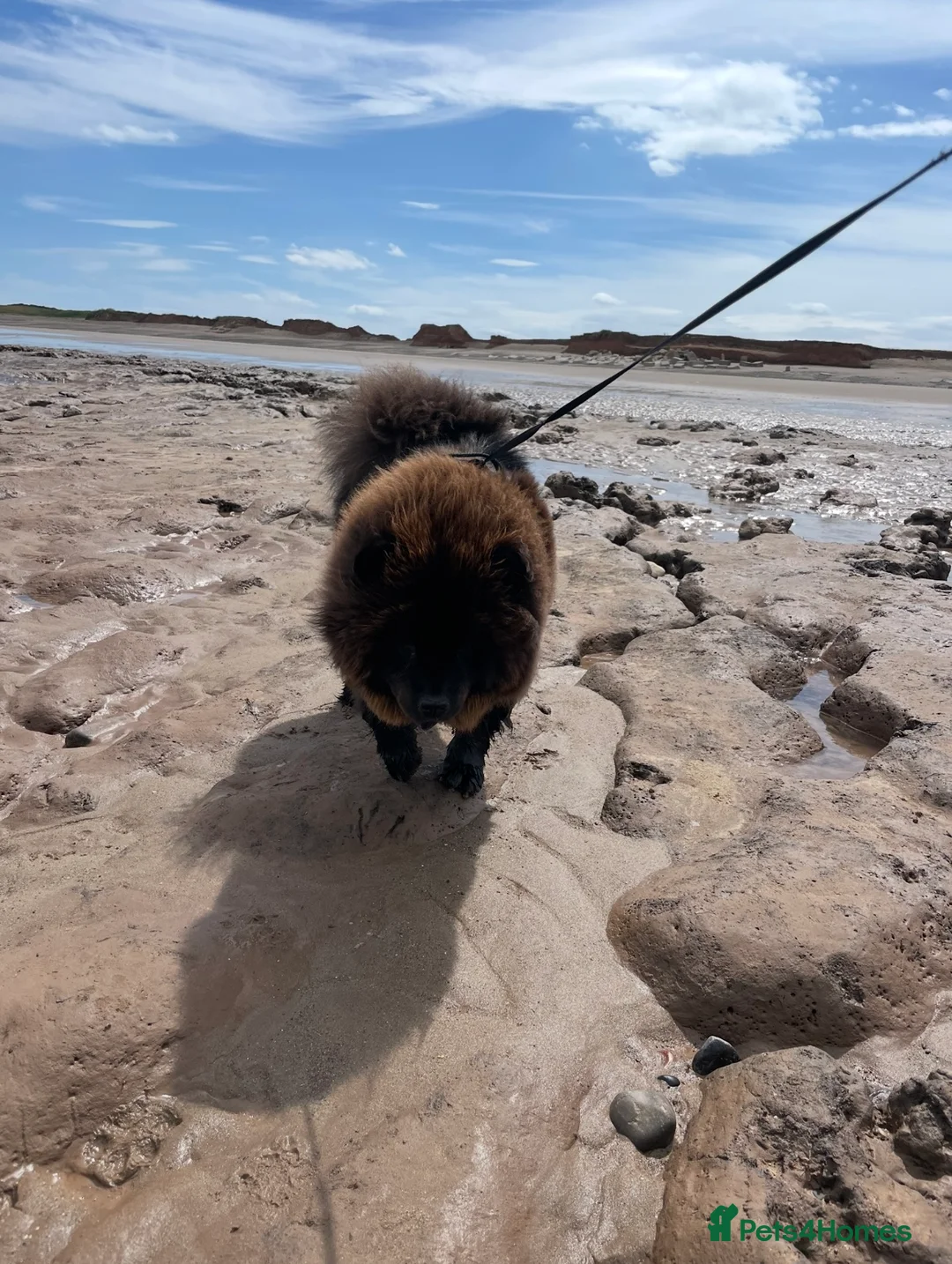 Chow Chow dogs for sale: Beautiful 1 Year Old Female ChowChow–Fully Trained - Advert 2
