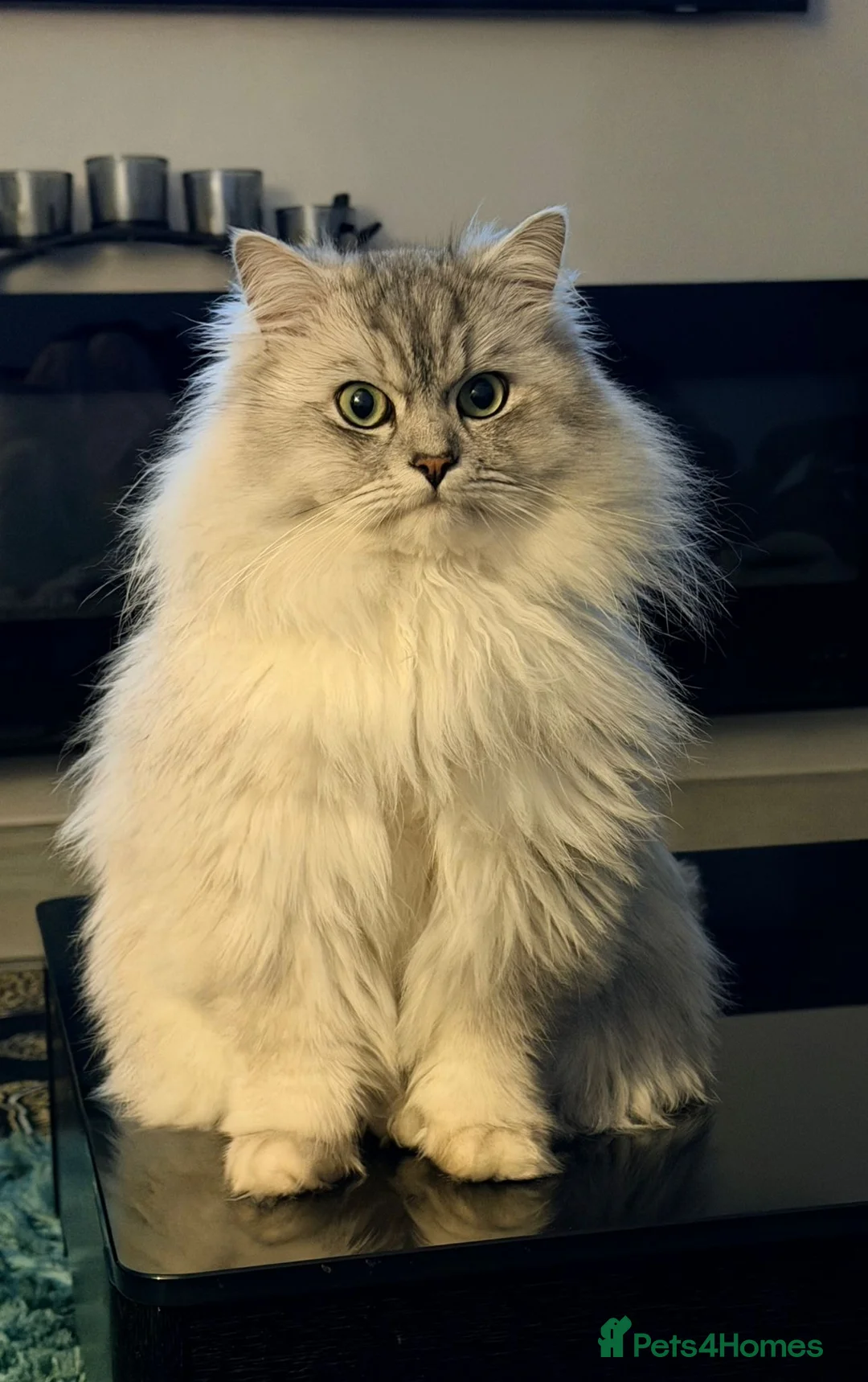 Mixed Breed cats for stud: Beautiful white/ grey ragdoll- Persian for stud  in Birmingham - Advert 1