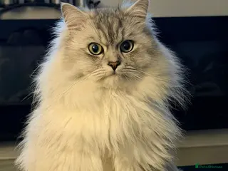 Mixed Breed cats Beautiful white/ grey ragdoll- Persian for stud in Birmingham - Advert 2