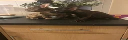 French Bulldog dogs for sale: French bulldogs for sale  - Advert 10