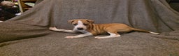 Mixed Breed dogs for sale: Italian Greyhound x Bull Greyhound Puppies - Advert 8