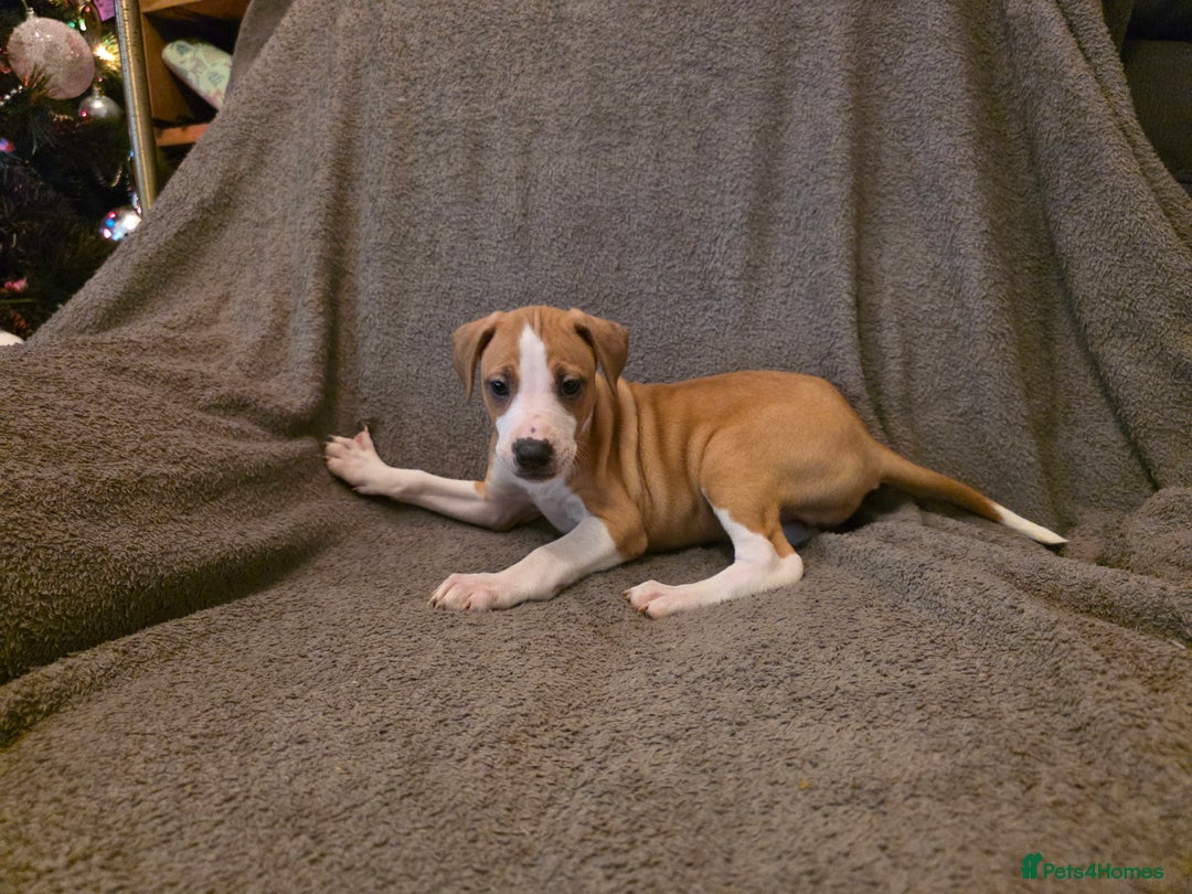 Mixed Breed dogs for sale: Italian Greyhound x Bull Greyhound Puppies - Advert 8