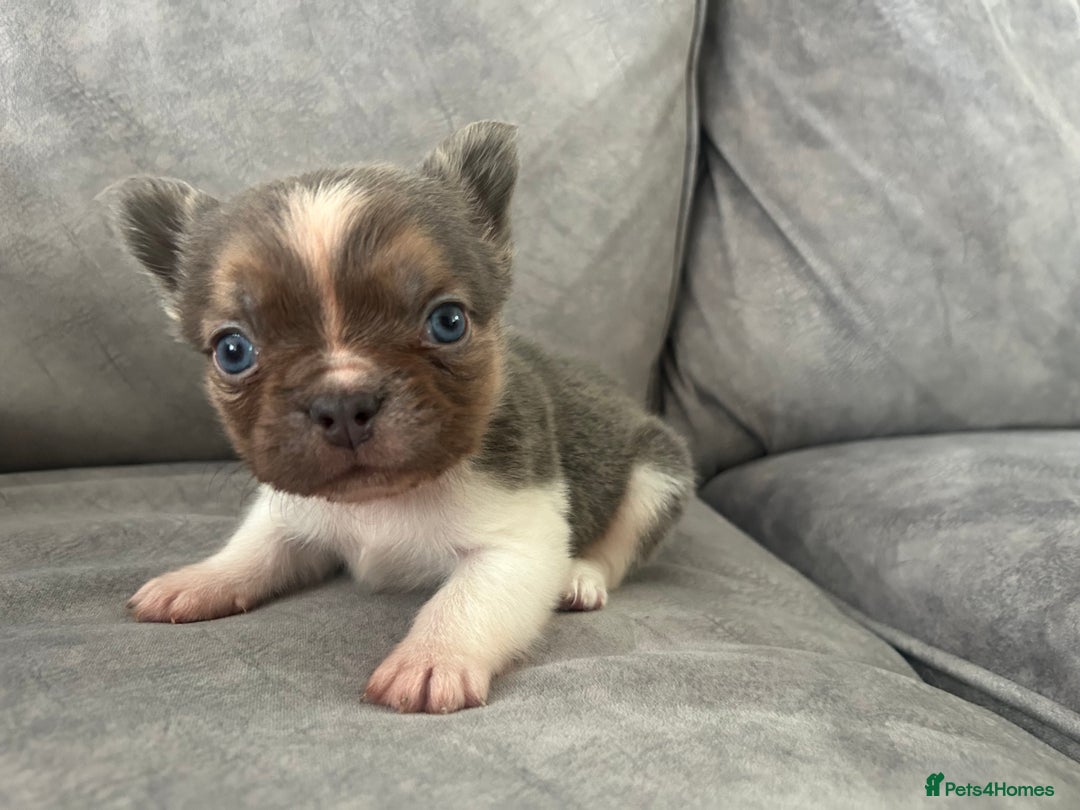 French Bulldog dogs for sale: Visual lillac pied male pup  - Image 6