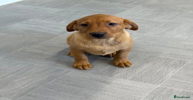 Labrador Retriever dogs - Advert 6