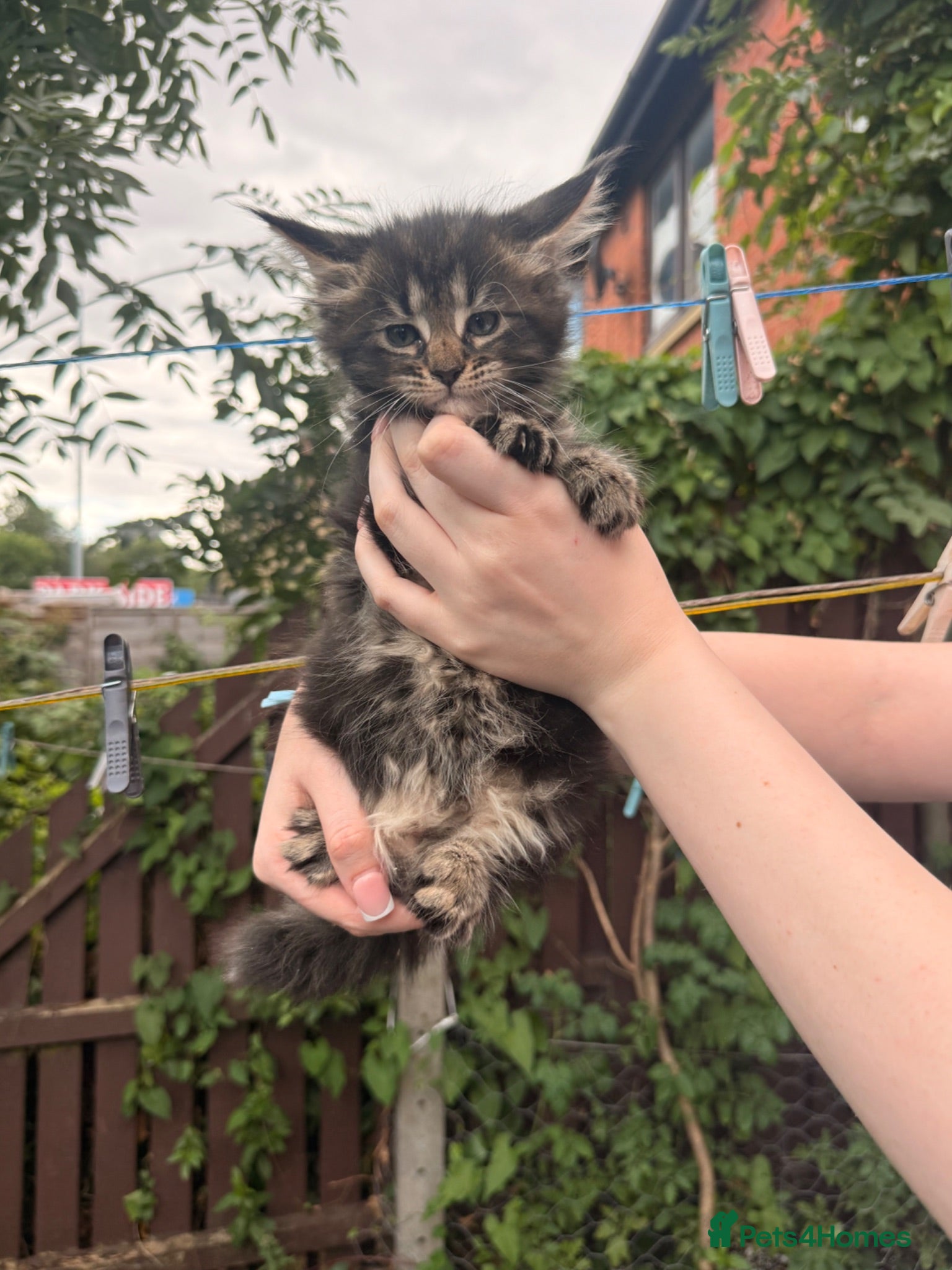 Maine Coon cats XL Russian Smoke / classic fluffy kittens  - Advert 4