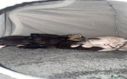 Mixed Breed cats for sale: kittens  - Image 3