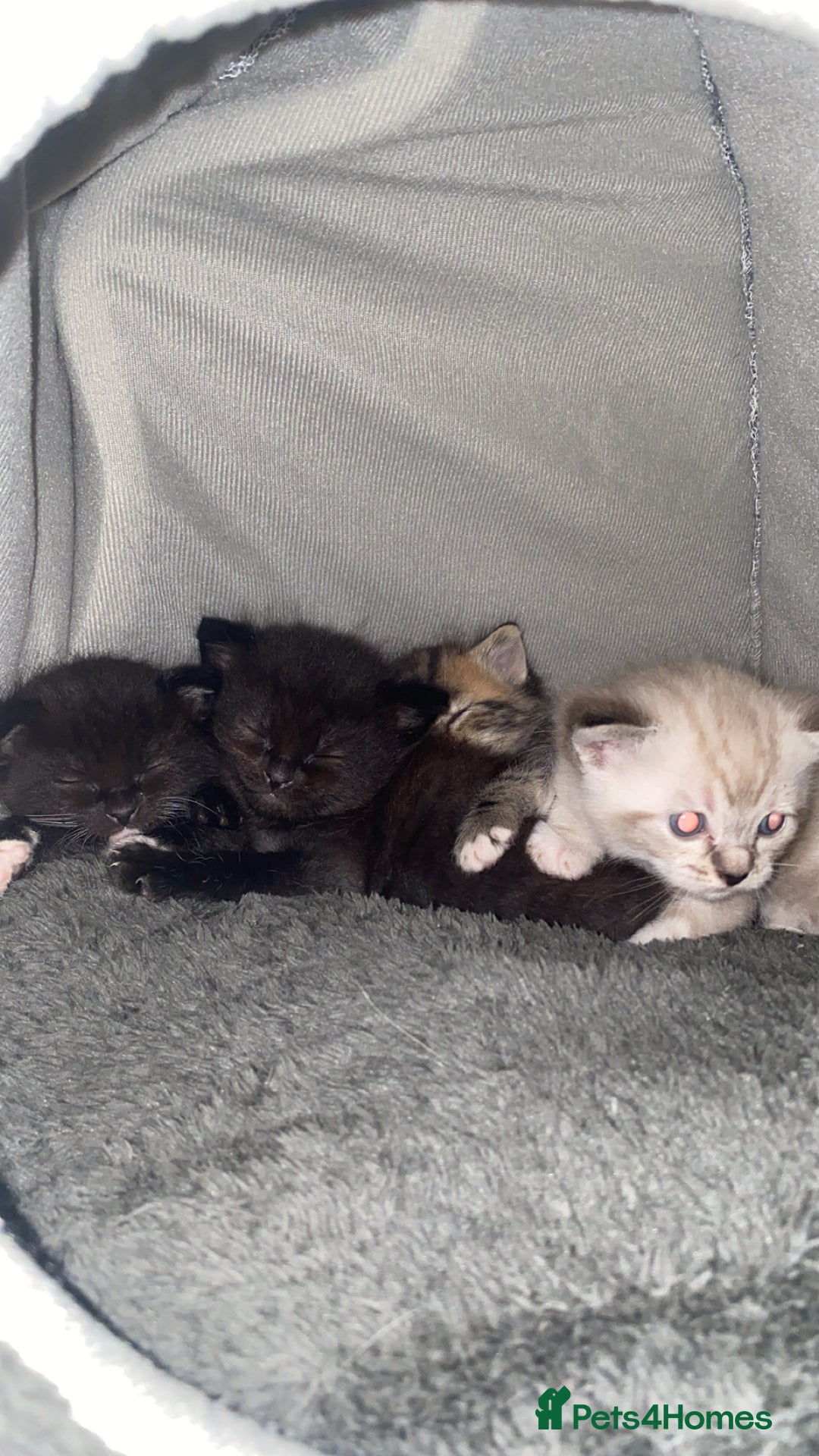 Mixed Breed cats for sale: kittens  - Image 3