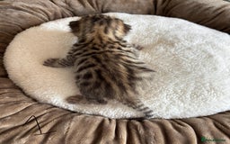 Bengal cats for sale: Bengal kittens - Image 4