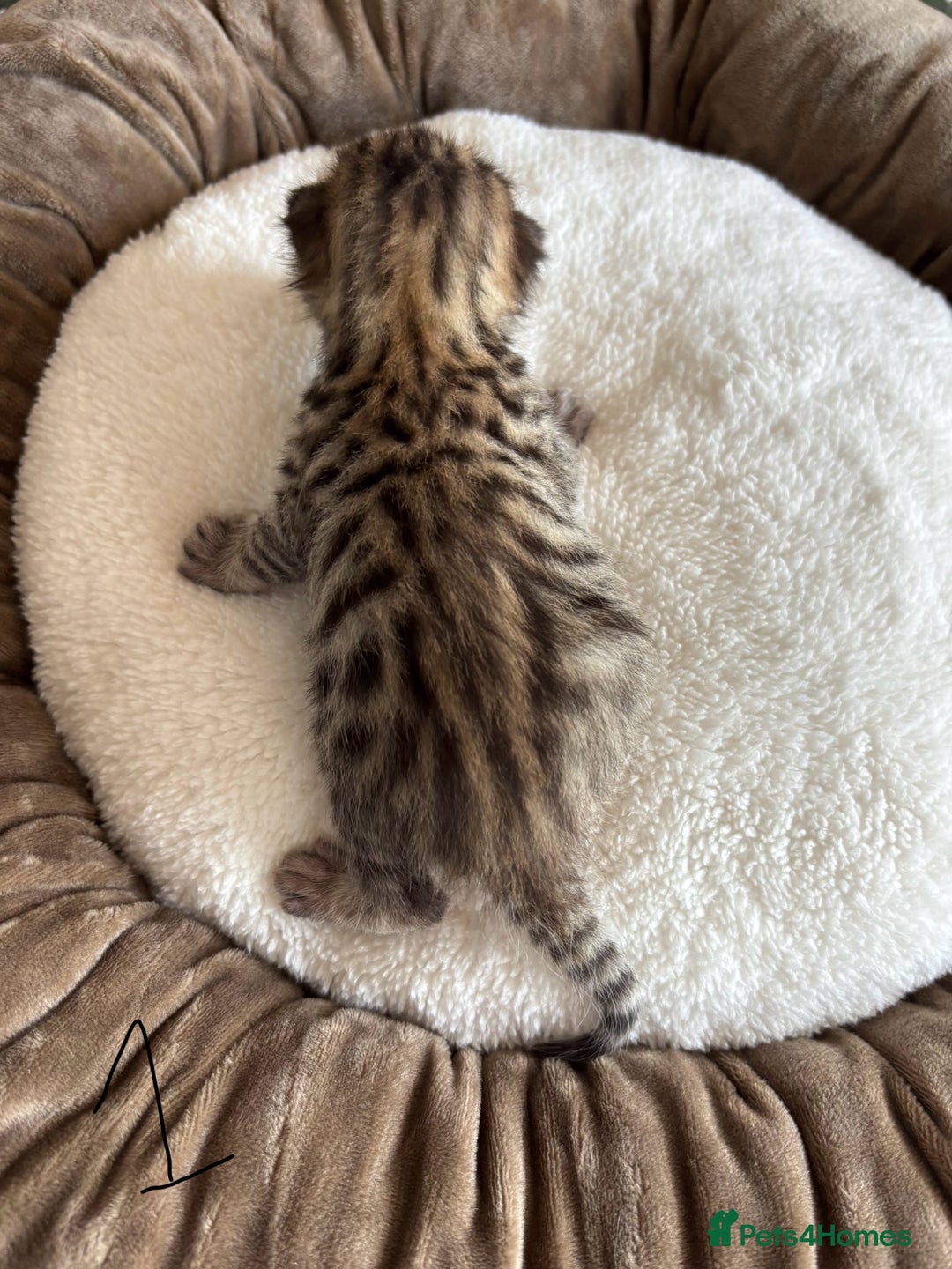 Bengal cats for sale: Bengal kittens - Image 4
