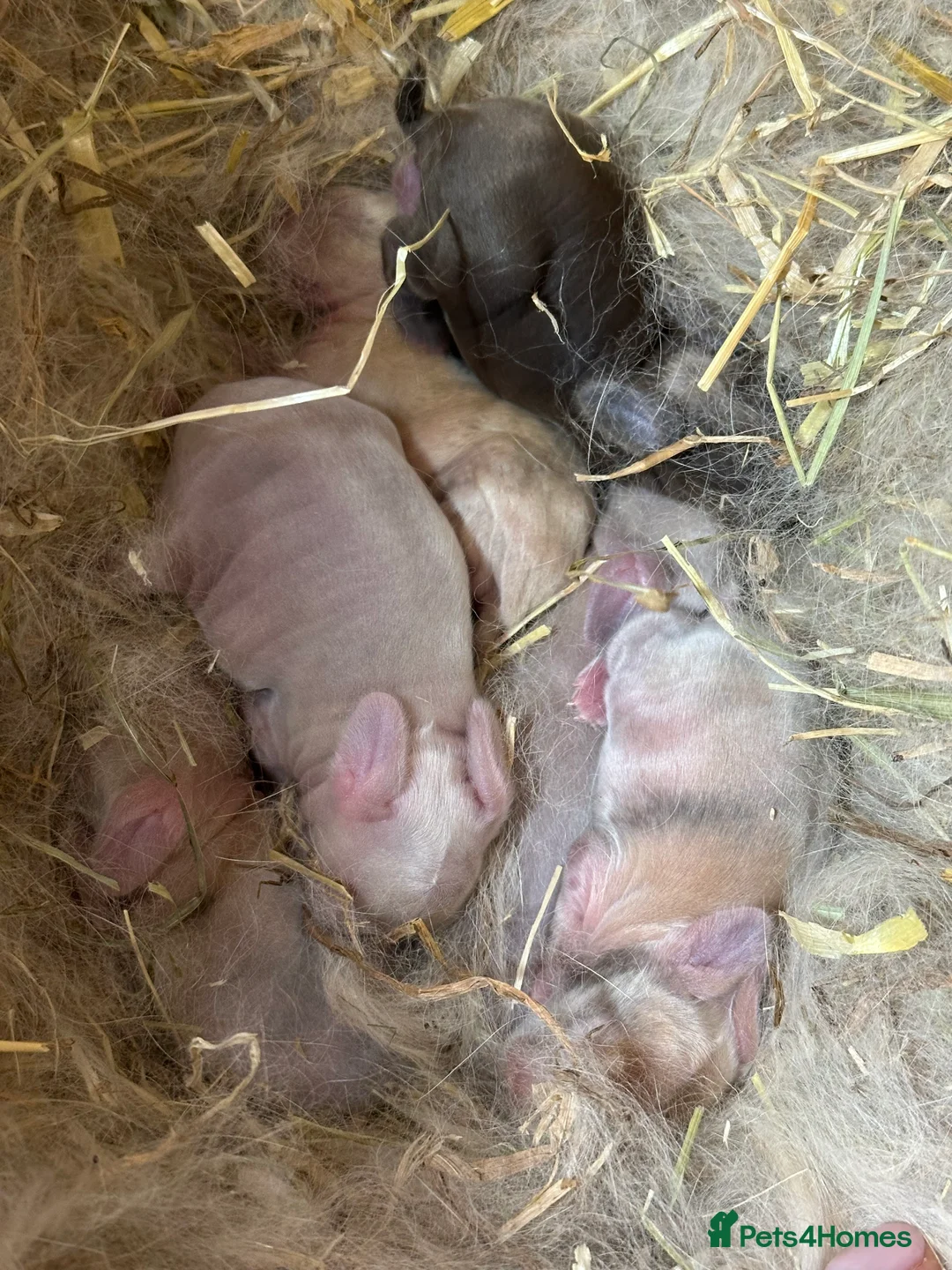 Mini Lop rabbits for sale: I have 6 mini lops babies ready to reserve  - Advert 2