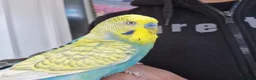 Budgerigars birds for sale: Super silly hand tamed Budgies  - Advert 15