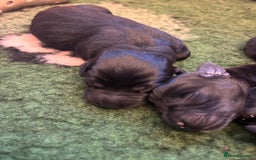 Labrador Retriever dogs for sale: Labrador retriever puppies  - Image 11