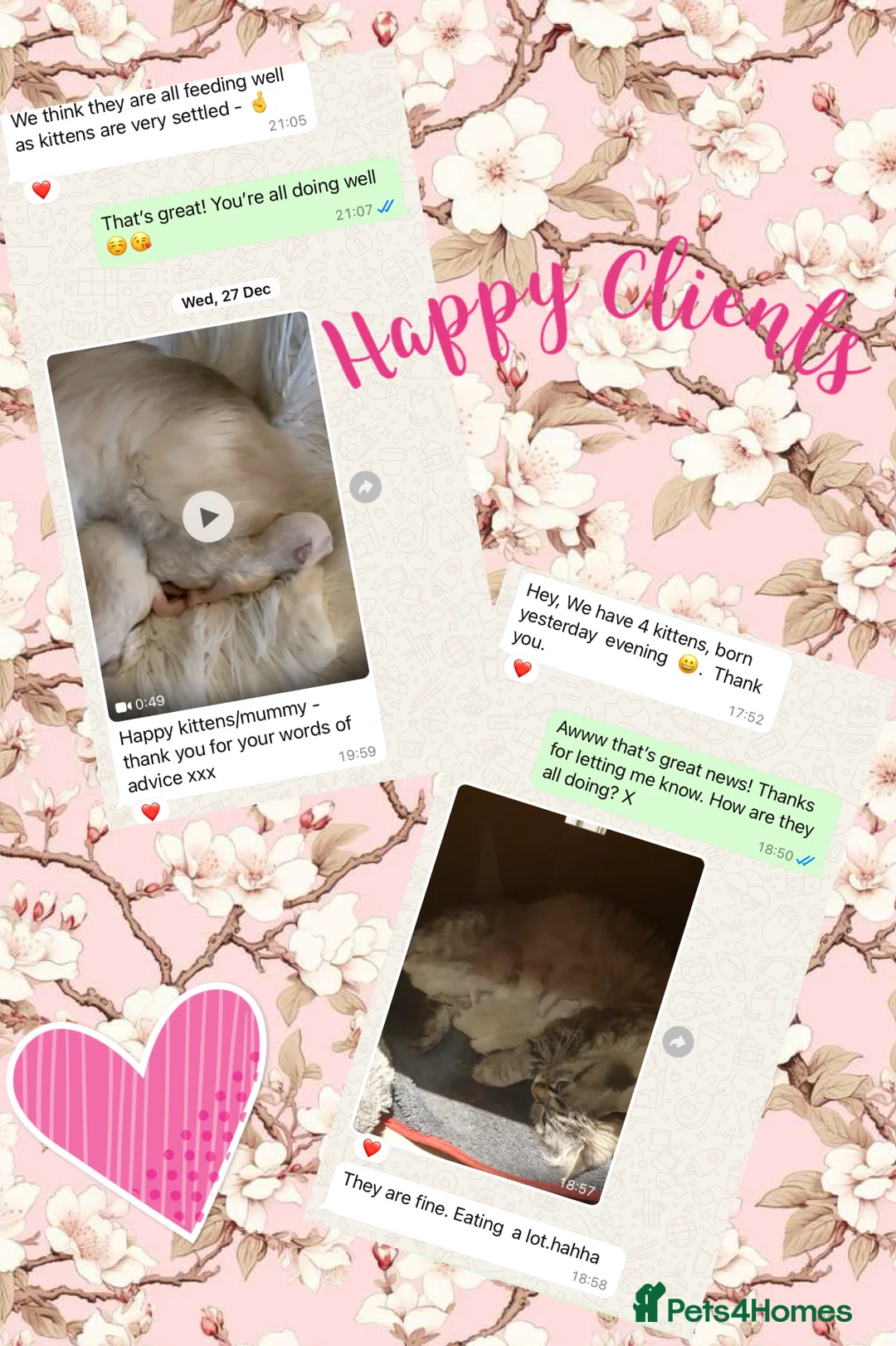 Ragdoll cats for stud: G.Champion✅GCCF/TICA Reg✅FIV/FELV/DNA✅Ragdoll stud in London - Advert 8