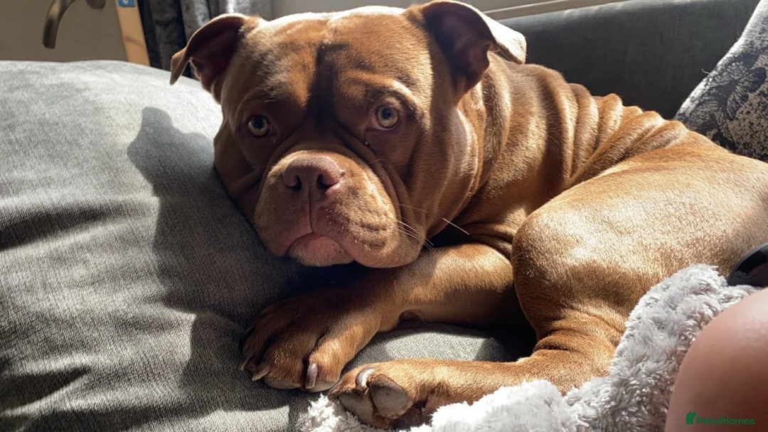 American Bully dogs for sale: 3 year old male pocket bully Simba  - Advert 16