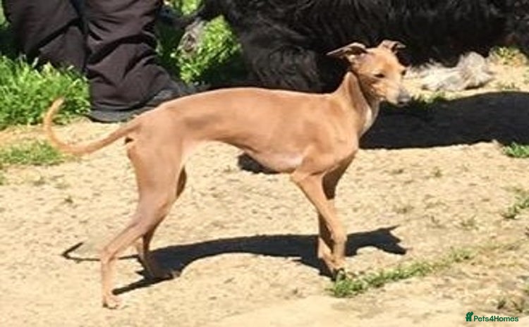 Italian Greyhound dogs - Advert 1