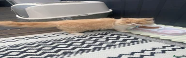 Persian 1