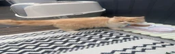 Persian cats for sale: Cute Persian looking for new home  in Dunstable - Advert 2